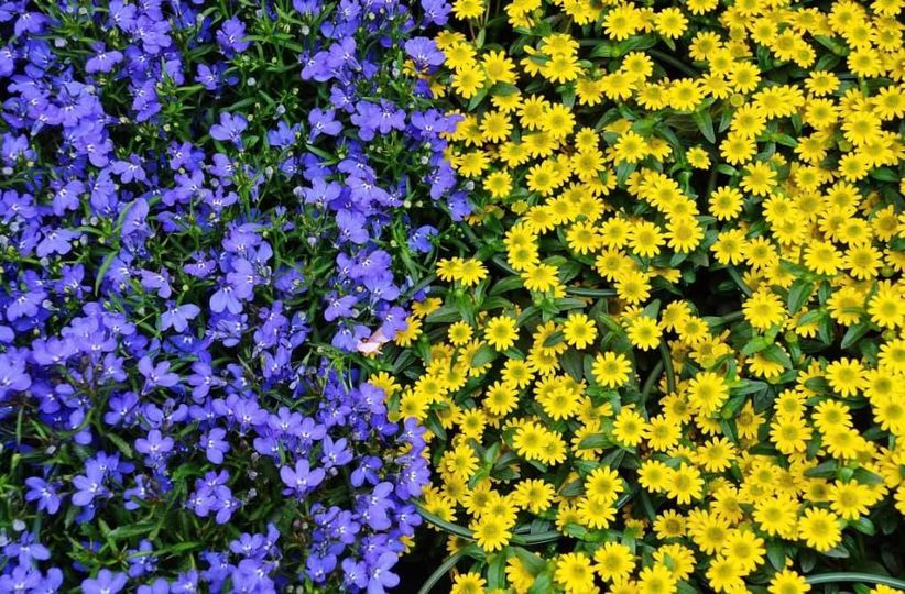 Blumenverkauf Ukraine_Löwer
